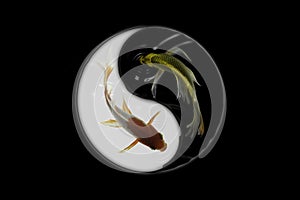 Yin yang koi fish black and white background