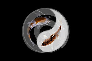 Yin yang koi fish black and white background