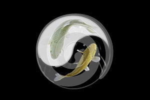 Yin yang koi fish black and white background