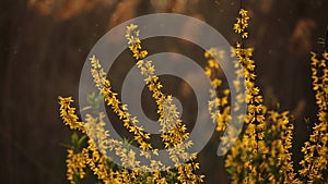 Yingchun flowers blooming along the river