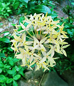 Yiny yellow flower on plant