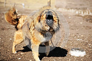 yipping Tibetan Mastiff