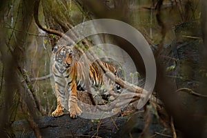 Yiung Indian tiger, wild animal in the nature habitat, Ranthambore, India. Big cat, endangered animal hidden in forest. End of dry