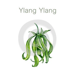 Ylang ylang flower bud watercolor illustration. Cananga odorata tropical aroma scented young blossom. Watercolor hand
