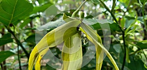 Ylang flower or Cananga odorata is very beautiful and fresh