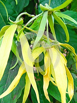 Ylang ylang flowers are spiritually sacred flowers photo