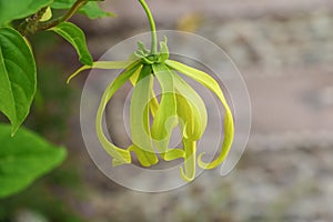 Ylang flowers on tree , Thailand Cananga odorata