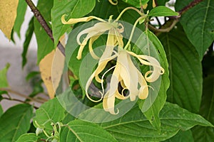 Ylang flowers on tree , Thailand Cananga odorata