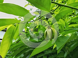 Ylang Ylang or Cananga blooming