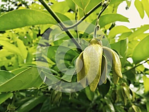 Ylang Ylang or Cananga blooming