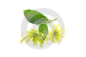 Ylang-Ylang, Cananga odorata blossom flower with green leaves isolated on white background