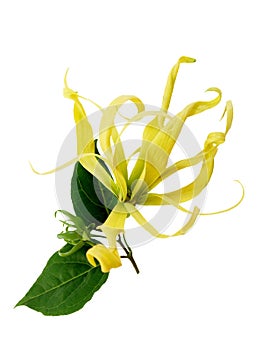 Ylang-Ylang, Cananga odorata blossom flowers and green leaf