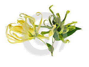 Ylang-Ylang, Cananga odorata blossom flowers and green leaf