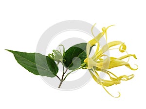 Ylang-Ylang, Cananga odorata blossom flowers and green leaves