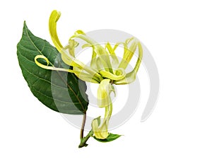 Ylang-Ylang, Cananga odorata flower