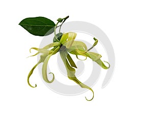 Ylang-Ylang, Cananga odorata flower