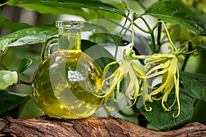 Ylang-ylang or cananga odorata flower and oil on nature background