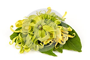 Ylang-ylang or cananga odorata flowers isolated on white background