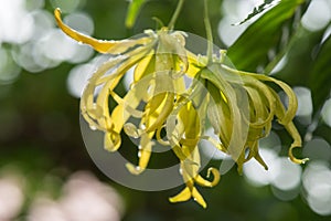 Ylang-ylang or Cananga odorata flowers  on natural background