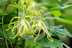 Ylang-ylang or cananga odorata flowers on nature background