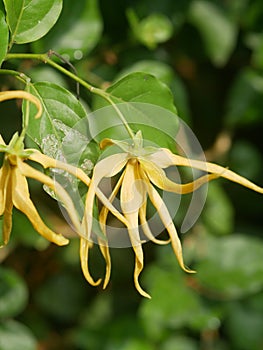 Ylang-ylang Cananga odorata forma genuina bloom in the garden