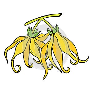 Ylang ylang or cananga odorata. Yellow flower with green leaves. Vector drawing outline