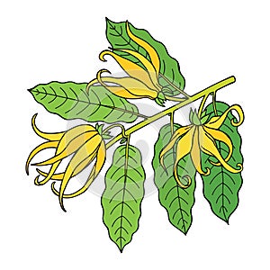 Ylang ylang or cananga odorata.  Yellow flower with green leaves. Vector drawing outline