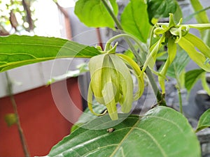 Ylang ylang or cananga ordotara