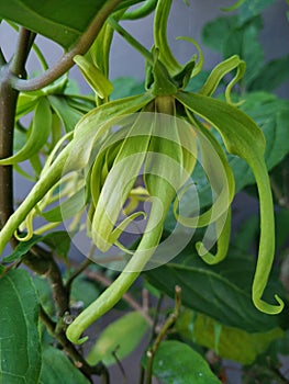 Ylang ylang or cananga ordotara