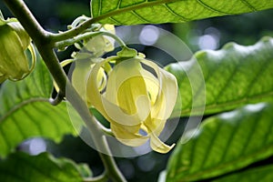 Ylang ylang delicate yellow flowers with curled petals