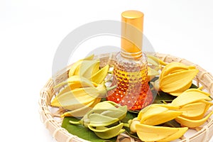 Ylang-Ylang essential oil with flowers isolated