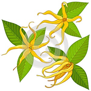 Ylang Ylang Exotic Scented Flowers and Leaves Vector Illustration isolated on White