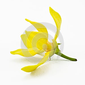 Ylang-Ylang Flower