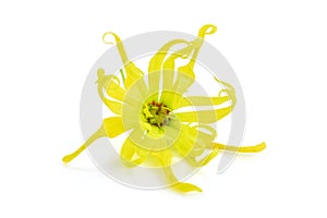 Ylang ylang flower