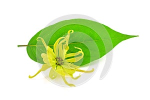 Ylang ylang flower