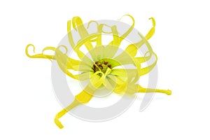 Ylang ylang flower