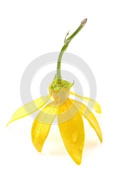 Ylang-Ylang Flower