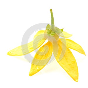 Ylang-Ylang Flower