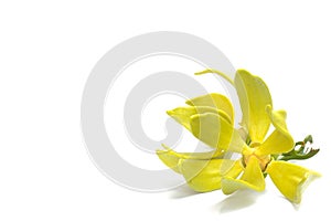 Ylang-ylang flower