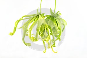 Ylang ylang flower