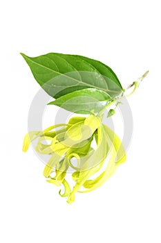 Ylang ylang flower