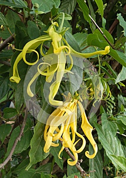 Ylang ylang flower