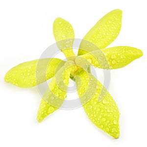 Ylang-Ylang flower