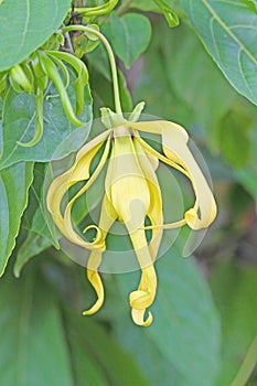 Ylang ylang flower