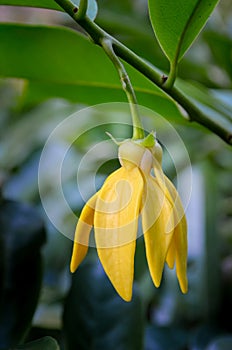 Ylang-ylang flower blooming