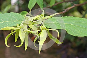 Ylang-ylang flower , Cananga odorata