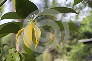 Ylang ylang flower or Cananga odorata on tree