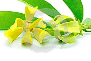 Ylang-Ylang flower