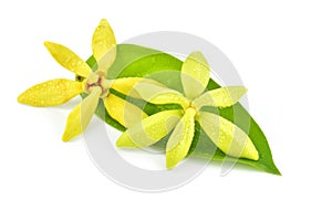 Ylang-Ylang flower