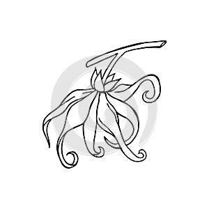 Ylang ylang flower. Hand draw outline.